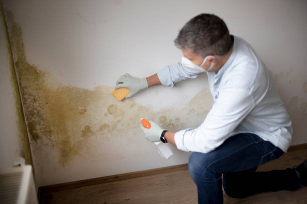 Best Attic Mold Removal  in Trent Woods, NC